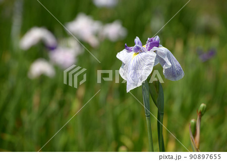 花菖蒲 90897655