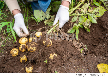 ジャガイモの収穫 ジャガイモの収穫 90897876