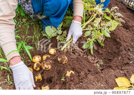 ジャガイモの収穫 ジャガイモの収穫 90897877