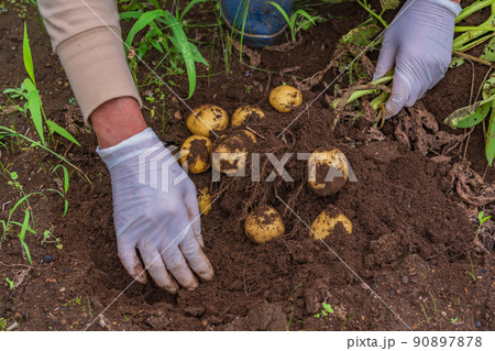 ジャガイモの収穫 ジャガイモの収穫 90897878