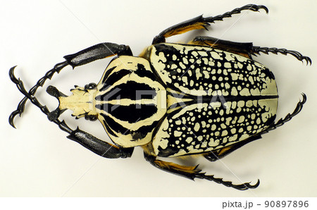 Beetle isolated on white. Giant african flower beetle Goliathus orientalis isolated. Collection beetles. Cetoniidae. Cetoniinae. Scarabaeidae. Coleoptera. Entomology. Beetle isolated on white. Giant african flower beetle Goliathus orientalis isolated. Collection beetles. Cetoniidae. Cetoniinae. Scarabaeidae. Coleoptera. Entomology. 90897896