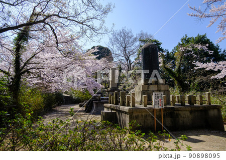 福井県敦賀市 忠霊塔の桜 福井県敦賀市 忠霊塔の桜 90898095