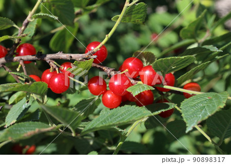 Far eastern delicacy. Prunus Tomentosa Far eastern delicacy. Prunus Tomentosa 90898317