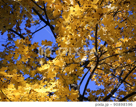 Bright autumn leaves against the blue sky. Yellow maple leaves on tree branches. Bright autumn leaves against the blue sky. Yellow maple leaves on tree branches. 90898596