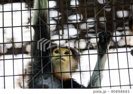 神奈川県横浜市立 よこはま動物園ズーラシア アカアシドゥクラングール 神奈川県横浜市立 よこはま動物園ズーラシア アカアシドゥクラングール 90898683
