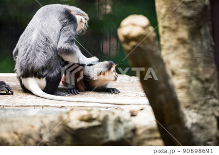神奈川県横浜市立 よこはま動物園ズーラシア アカアシドゥクラングール 神奈川県横浜市立 よこはま動物園ズーラシア アカアシドゥクラングール 90898691