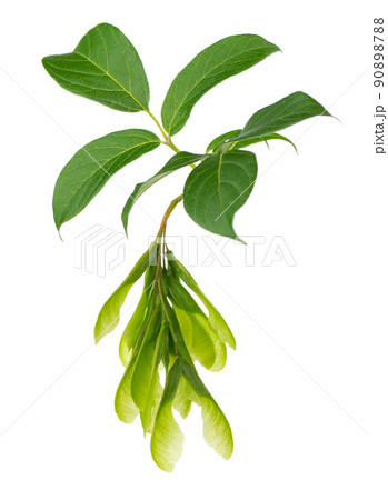 Ashleaf maple branch isolated on white background. Maple acer negundo leaves and seeds. 90898788