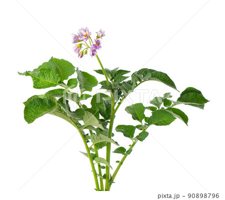 Potato bush with pink flowers isolated on white background. Flowering potato bush. Clipping path. 90898796