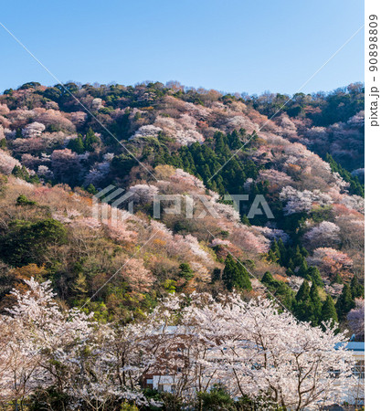 福井県若狭 神子の山桜 福井県若狭 神子の山桜 90898809