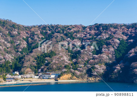 福井県若狭　神子の山桜 90898811