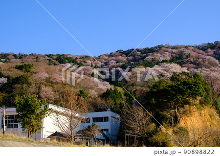 福井県若狭 神子の山桜 福井県若狭 神子の山桜 90898822