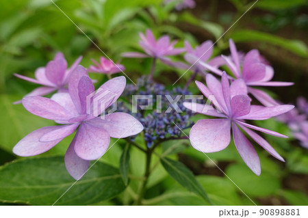 紫陽花の花 90898881