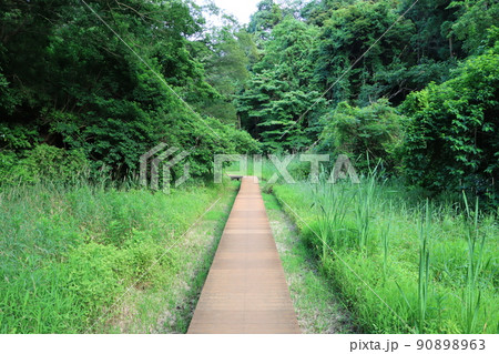 鎌倉広町緑地公園の道の風景 90898963