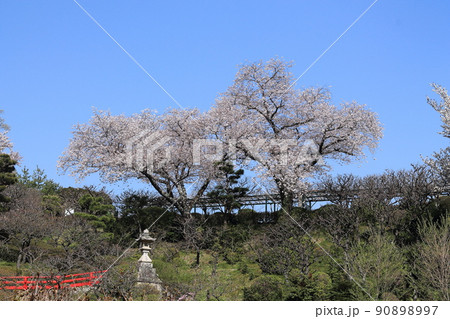 中山寺・桜 90898997