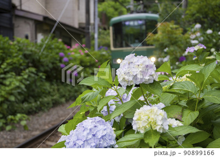 江ノ電を飾る 90899166