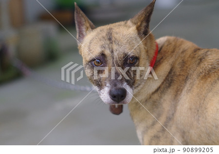 犬が耳を立ててこちらを見ている 犬が耳を立ててこちらを見ている 90899205