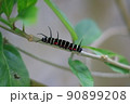 黒いオオゴマダラの幼虫が枝に止まっている 90899208