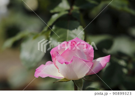 荒尾市　おもやい市民花壇　バラの花、 90899323