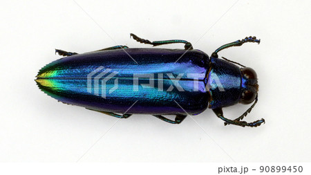 Blue beetle isolated on white. Iridescent green jewel beetle Demochroa detanii from Indonesia. Buprestidae. Coleoptera.The wonderful world of insects. Collection beetles 90899450