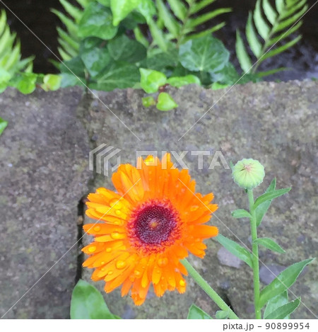 オレンジ色の花、黄色いキンセンカ、オレンジ色のキンセンカ 90899954