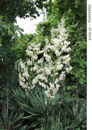 春の日本の庭に咲く白いアツバキミガヨランの花 90899960