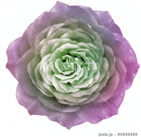 Rose  flower on a white  isolated background. Closeup.  Nature. 90899989