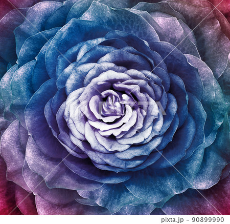 Rose purple flower. Floral background. Closeup.  Nature. 90899990