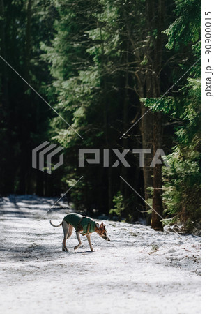 Graceful dog walking in green forest among pine trees. Beautiful peaceful background with copy space for design, poster, banner, inspirational card. 90900015