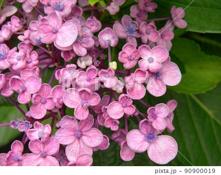 丸い花びらの紫陽花、丸い形の花弁のアジサイ、ピンク色のウズアジサイ