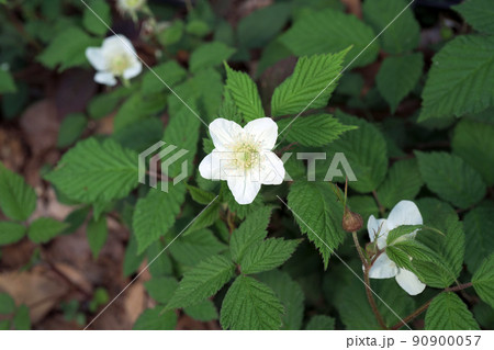 クサイチゴ 90900057