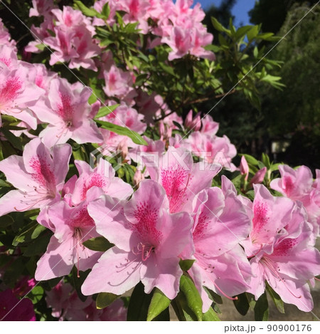 満開の躑躅、満開のツツジ、ピンクのツツジ、ピンク色の花、大きな躑躅 90900176