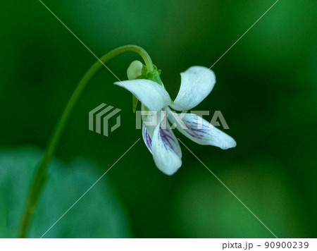 白い花のスミレ　ニョイスミレ 90900239