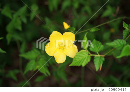 ヤマブキ 90900415