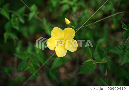 ヤマブキ 90900419