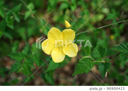 ヤマブキ 90900423