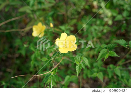 ヤマブキ 90900424