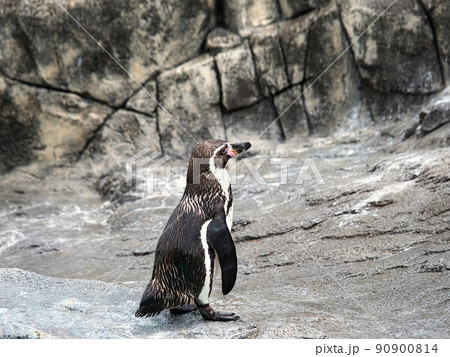 後ろを向いたペンギン 90900814