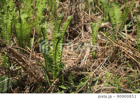 早春から芽が出る、シダ植物の山菜、コゴミ 早春から芽が出る、シダ植物の山菜、コゴミ 90900851