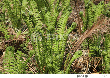 早春から芽が出る、シダ植物の山菜、コゴミ 早春から芽が出る、シダ植物の山菜、コゴミ 90900852