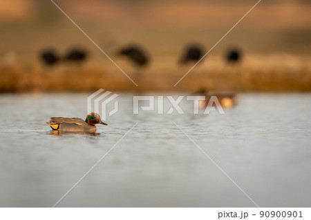 Eurasian teal or common teal or Eurasian green winged teal bird portrait in action swims in golden hour light at keoladeo national park or bharatpur bird sanctuary rajasthan india - Anas crecca 90900901