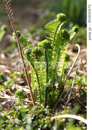 早春から芽が出る、シダ植物の山菜、コゴミ 早春から芽が出る、シダ植物の山菜、コゴミ 90900970