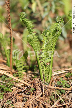 早春から芽が出る、シダ植物の山菜、コゴミ 早春から芽が出る、シダ植物の山菜、コゴミ 90900972