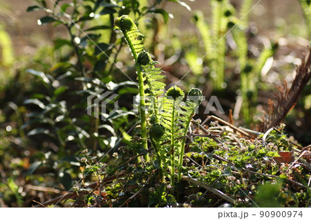 早春から芽が出る、シダ植物の山菜、コゴミ 早春から芽が出る、シダ植物の山菜、コゴミ 90900974