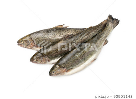 Raw Trout Isolated 90901143