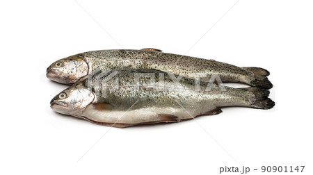 Raw Trout Isolated 90901147