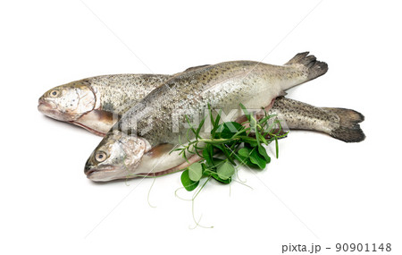 Raw Trout Isolated 90901148