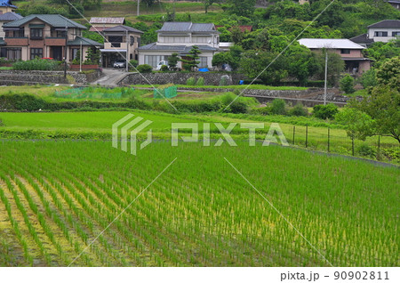 矢倉沢の田んぼ風景 90902811