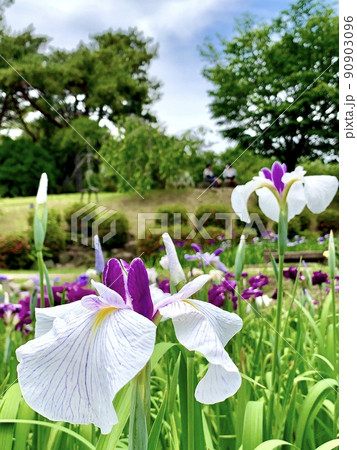 満開の花菖蒲［東公園花菖蒲園/愛知県岡崎市］ 90903096