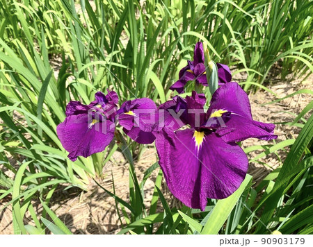 花菖蒲(赤紫)［東公園花菖蒲園/愛知県岡崎市］ 90903179