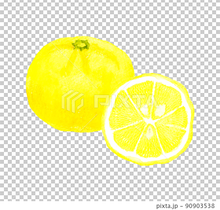 Hand-painted watercolor illustration material of yuzu fruit cut in half Hand-painted watercolor illustration material of yuzu fruit cut in half 90903538